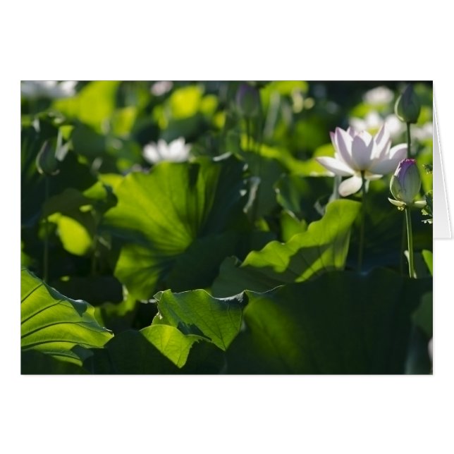Shadow Patterns (Front Horizontal)