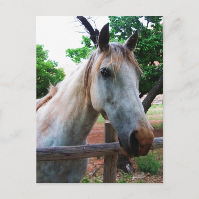 Shadow Postcard (Front)