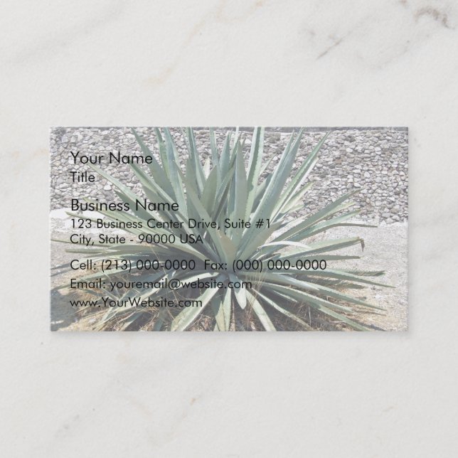 Shady aloe vera on a sunny day business card (Front)