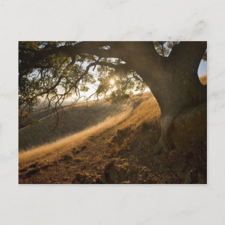 Shady Oak and California Susnet Postcard