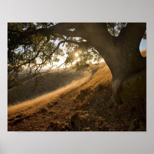 Shady Oak and California Susnet Print