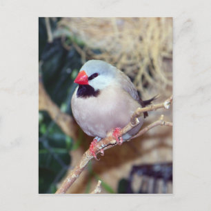 Shaft-tail Finch Postcard
