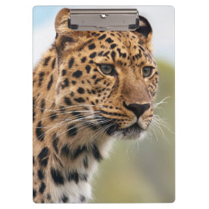 Shaggy Adult Cheetah in the Wild Clipboard
