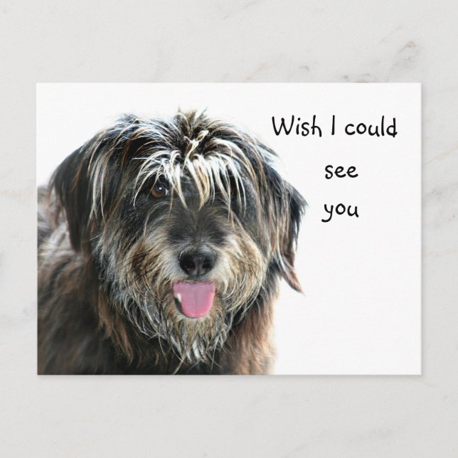 Shaggy dog wants to see postcard (Front)