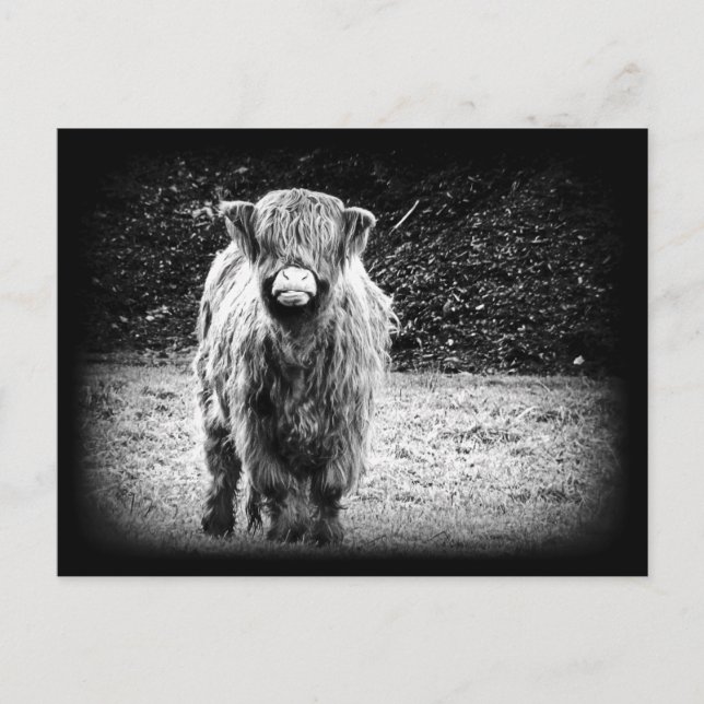 Shaggy Highland Cow Photo (Black & White) Postcard (Front)