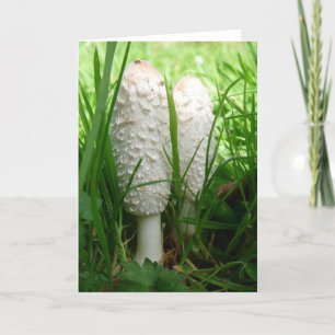 "Shaggy Ink Cap" Card