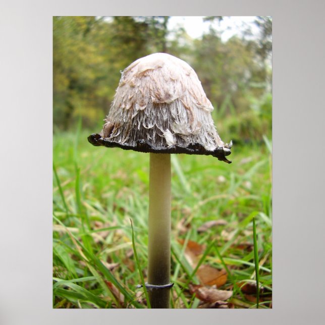 Shaggy Ink Cap Mushroom Poster (Front)