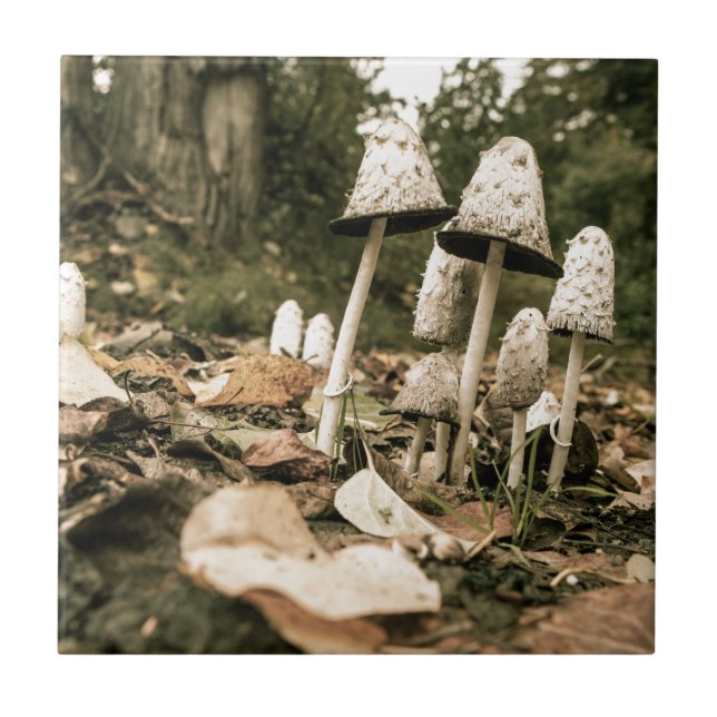 Shaggy Mane Mushrooms Tile (Front)