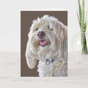 Shaggy Poodle for Belated Birthday Card
