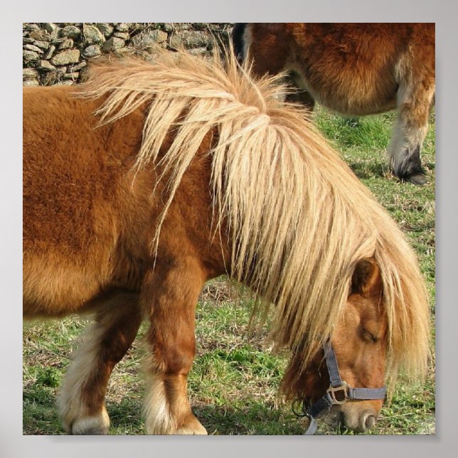 Shaggy Shetland Pony Poster (Front)