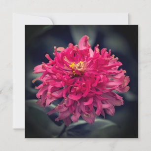 Shaggy Zinnia Thank You
