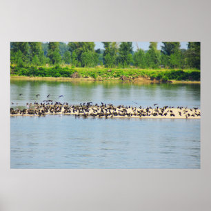 Shags, River Danube Poster