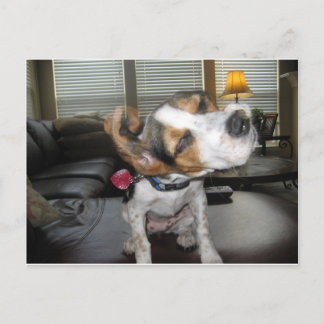 Shake it off beagle postcard