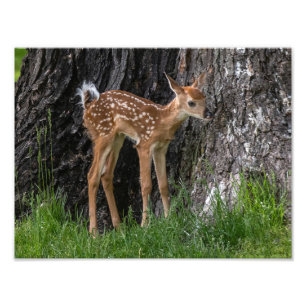 Shaky Legs Fawn Photo Print
