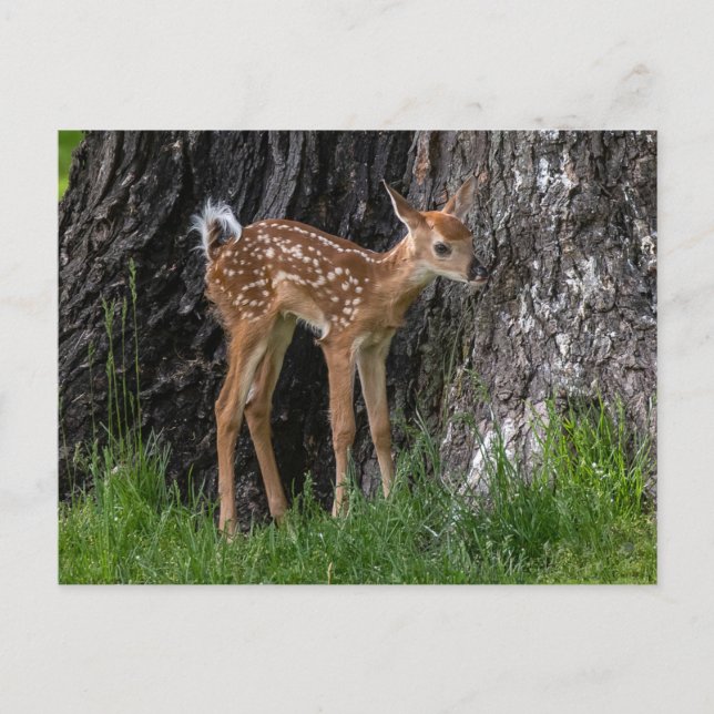 Shaky Legs Fawn Postcard (Front)