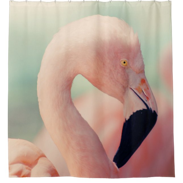 Shallow focus photography of pink flamingo (Front)