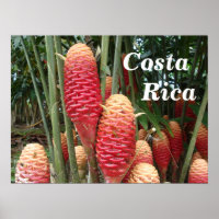Shampoo Ginger, Costa Rica