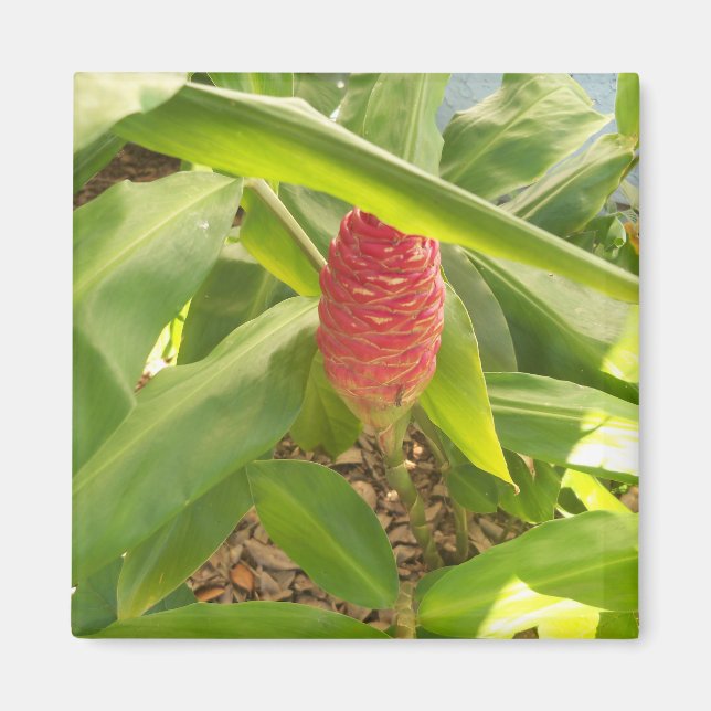 Shampoo Ginger flower Magnet (Front)