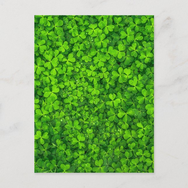 Shamrock Clovers Green Irish Symbol Ireland Postcard (Front)