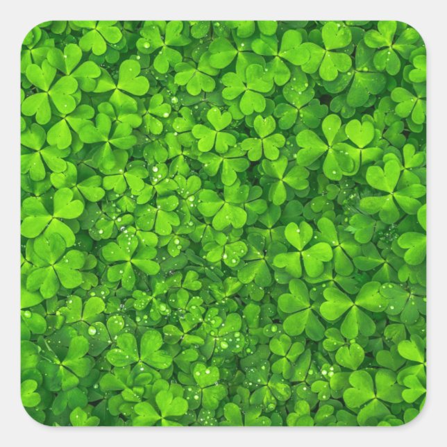 Shamrock Clovers Green Irish Symbol Ireland Square Sticker (Front)