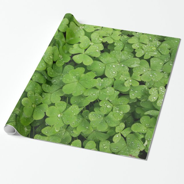 Shamrock green clover raindrops wrapping paper (Unrolled)