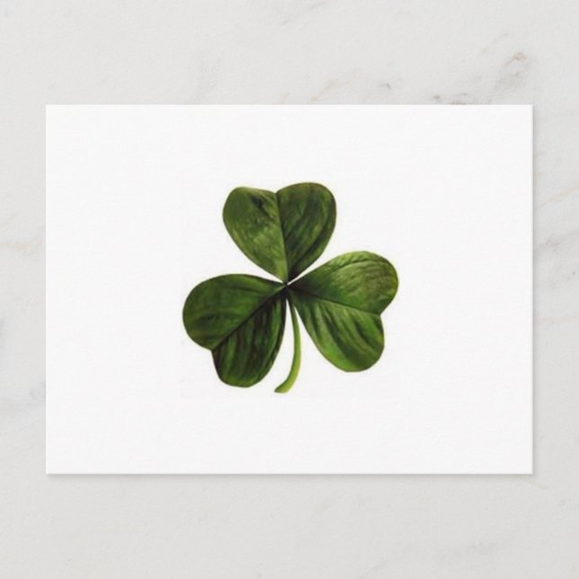 Shamrock Postcard (Front)