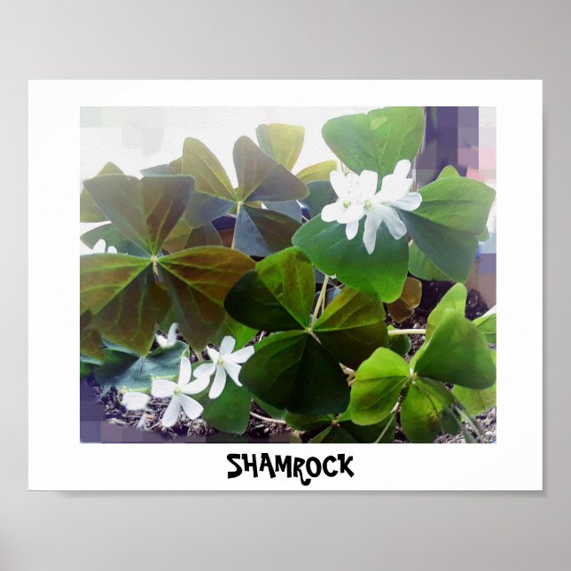 SHAMROCK  poster (Front)