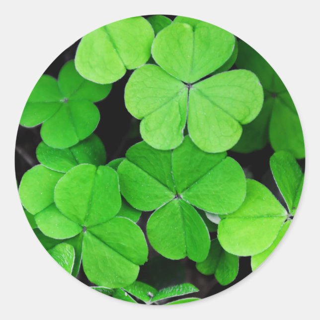 Shamrocks Classic Round Sticker (Front)