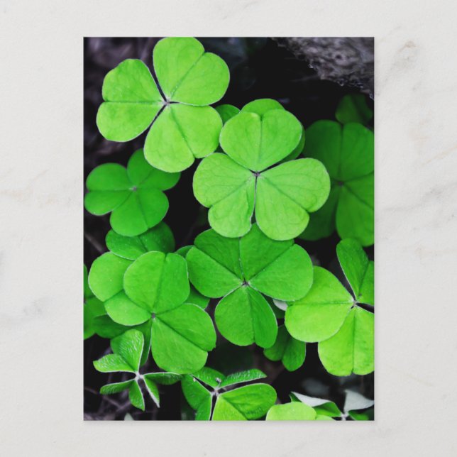 Shamrocks Postcard (Front)