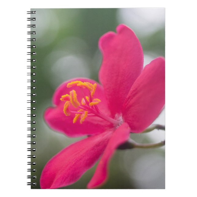 Shanghai Beauty Notebook (Front)
