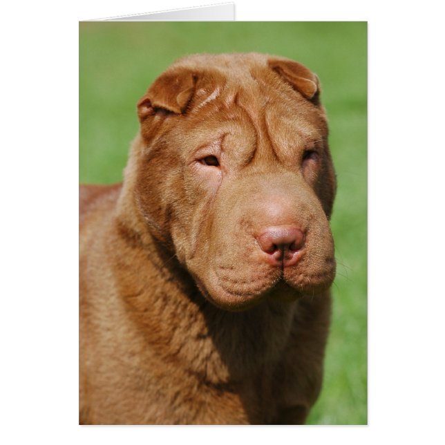 Shar Pei (Devant)