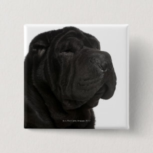 Shar Pei (1 year old) close-up 2 Inch Square Button