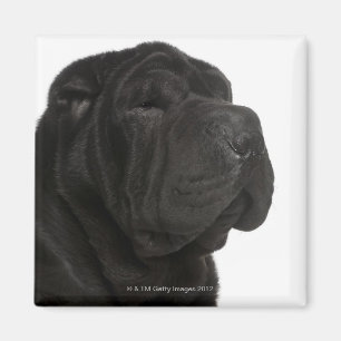 Shar Pei (1 year old) close-up Magnet