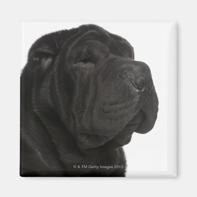 Shar Pei (1 year old) close-up Magnet (Front)