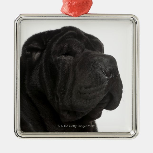 Shar Pei (1 year old) close-up Metal Ornament (Front)