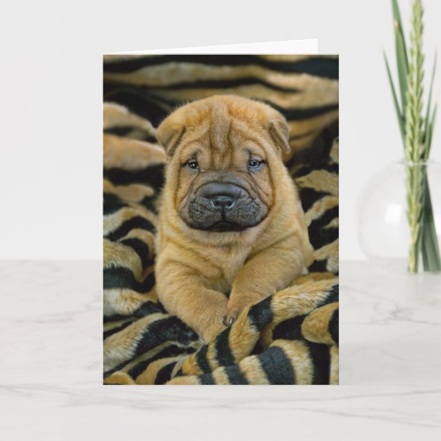 Shar-Pei 4 week old Pup Card (Front)