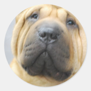 Shar Pei avec Stickers Rince