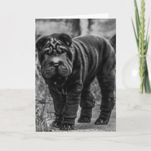 SHAR PEI CHIEN CUTE CARTE D'ANNIVERSAIRE