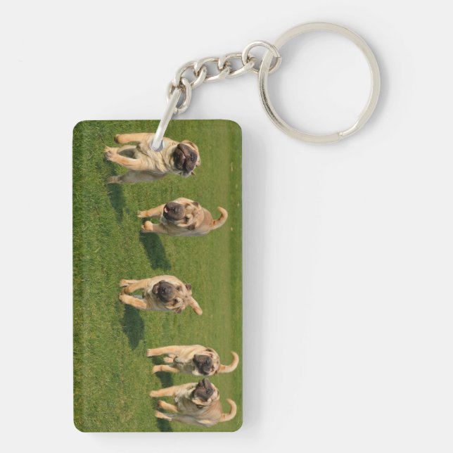 Shar Pei chiots joueurs (Dos)
