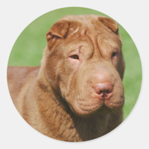 Shar Pei Classic Round Sticker