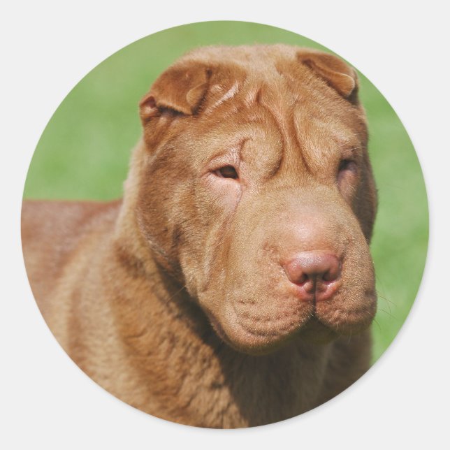 Shar Pei Classic Round Sticker (Front)