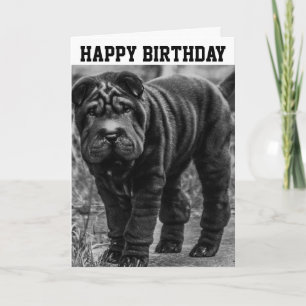 SHAR PEI DOG CUTE CARTE D'ANNIVERSAIRE