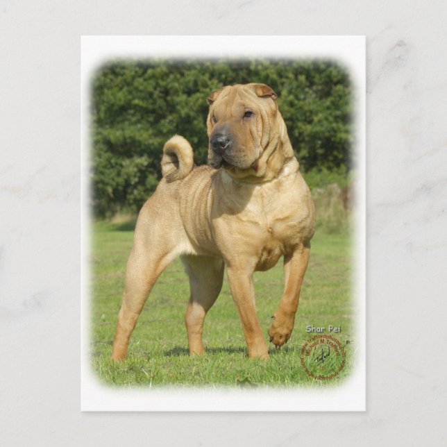 Shar Pei Postcard (Front)
