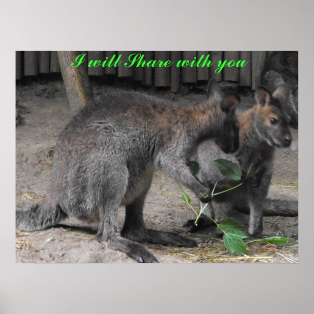 Sharing Wallabies Poster (Front)