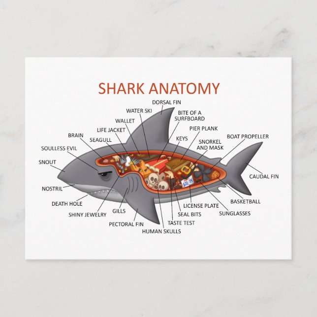 Shark Anatomy Postcard (Front)