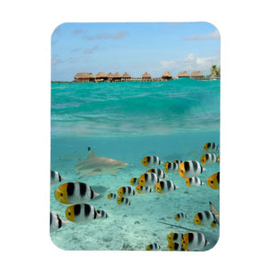 Shark and fishes in Bora Bora vertical magnet