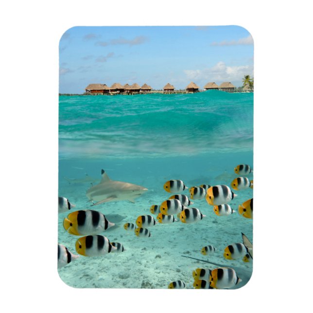 Shark and fishes in Bora Bora vertical magnet (Vertical)