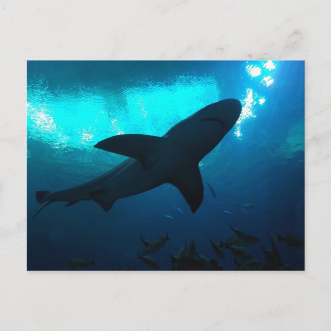 Shark at the Georgia Aquarium Postcard (Front)