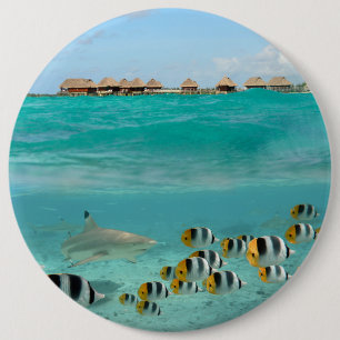 Shark chasing fishes, Bora Bora lagoon button