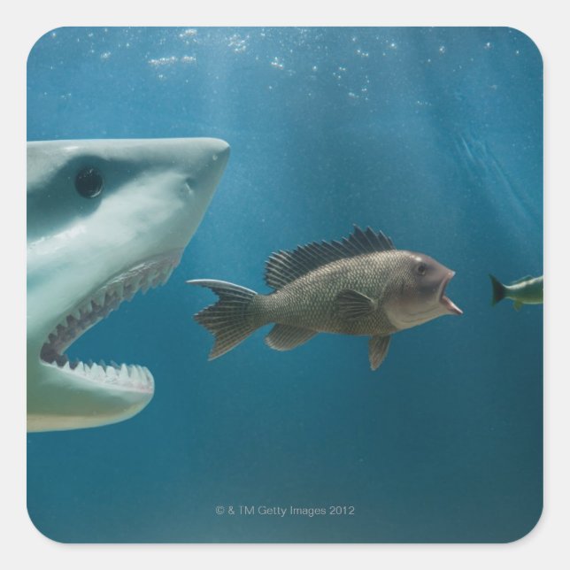 Shark chasing sea bass chasing juvenile square sticker (Front)